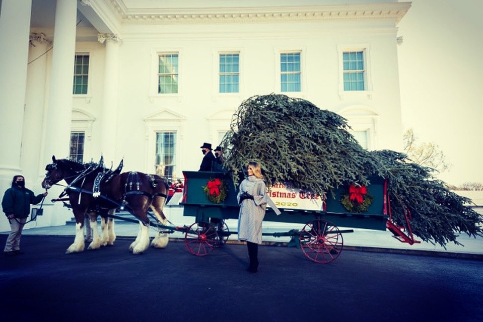 Đệ nhất phu nhân Melania đón cây thông Noel tới Nhà Trắng